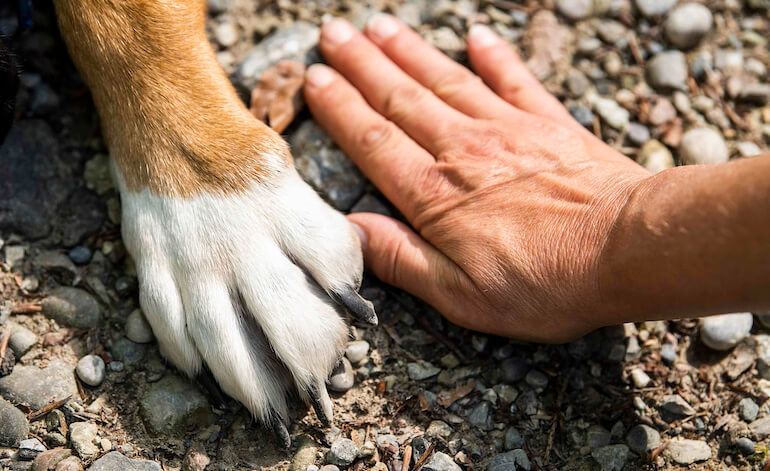 Il cane, grande compagno e amico inseparabile