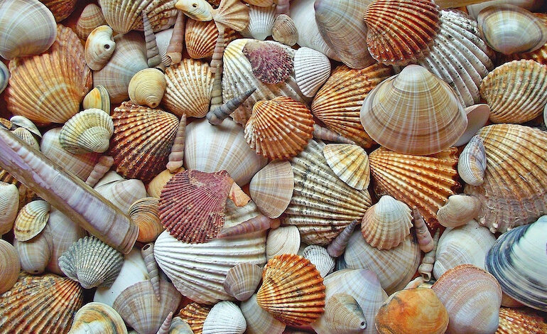Alla scoperta delle spiagge italiane con 30×30 Italia e Worldrise
