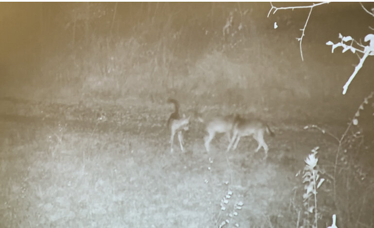 Fiocco rosa per una cucciolata di lupi