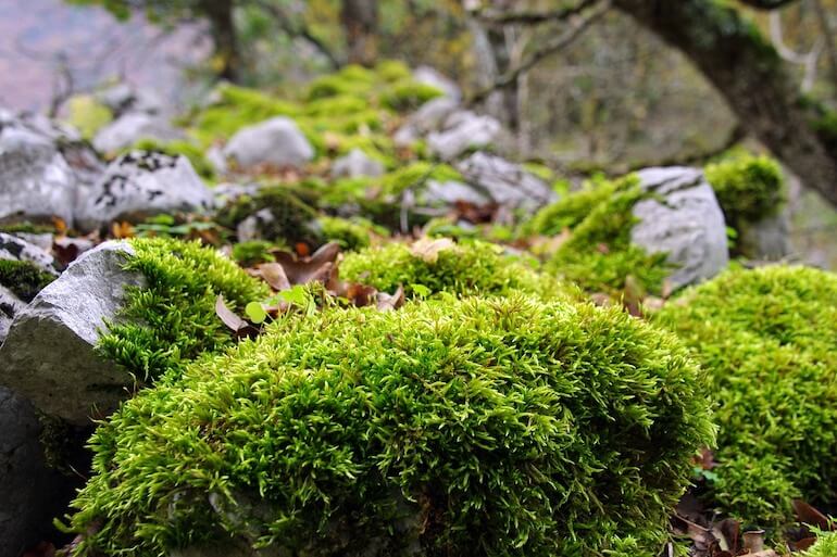 gestione del sottobosco