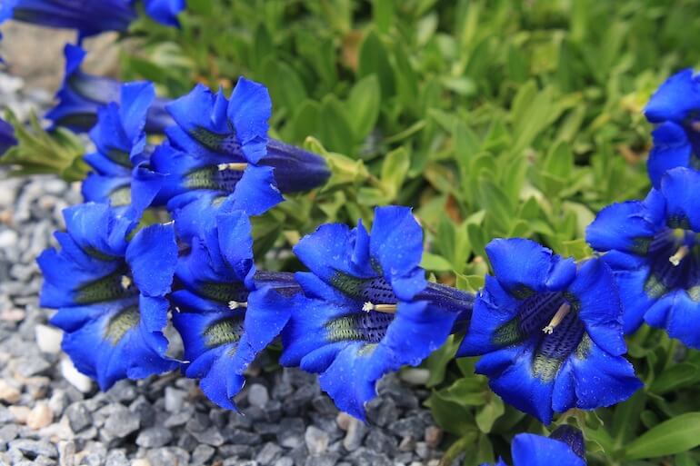 colore blu