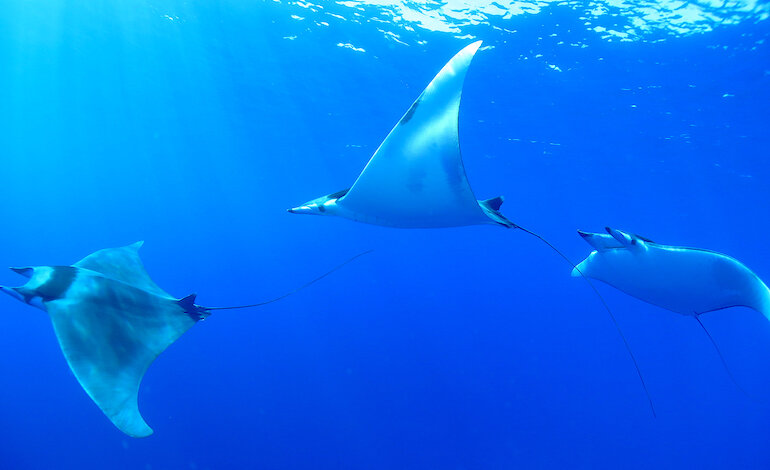 Individuate in Adriatico 5 aree chiave per squali e razze minacciati