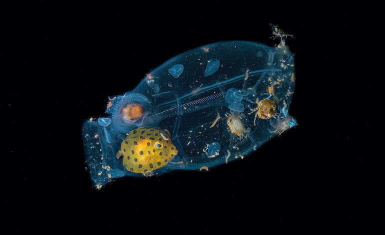 L’astronave salpa