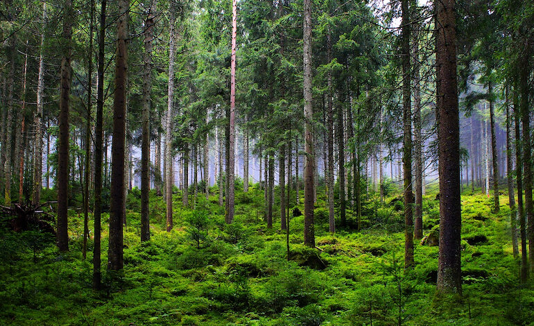 Il delicato equilibrio nella gestione del sottobosco