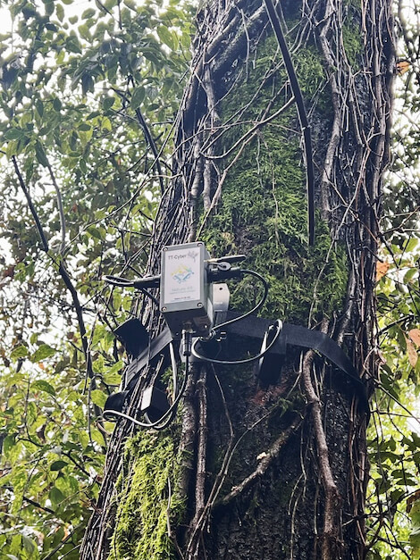 tree talker