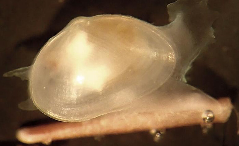 Scoperta una nuova specie di vongola tra le alghe del Sudafrica