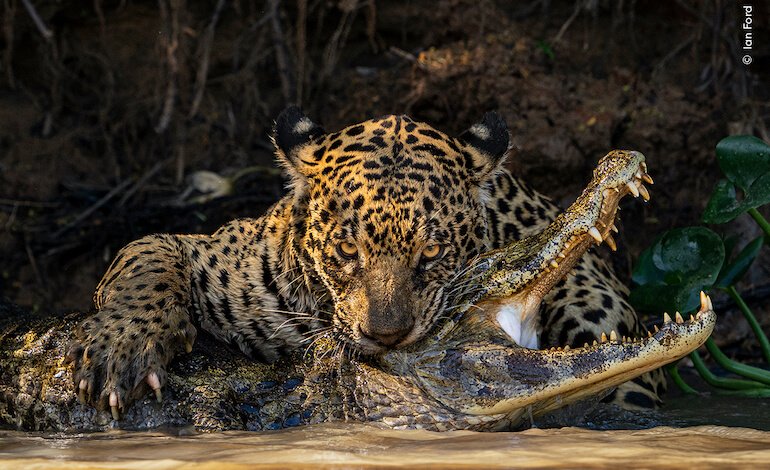 Edizione speciale del Wildlife Photographer of The Year