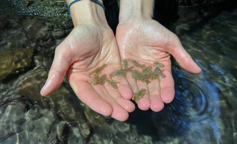 Ripopolamento dei gamberi di fiume italiani