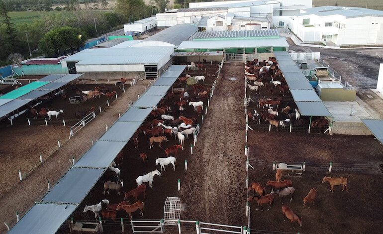 L’inchiesta choc sui cavalli nei macelli argentini