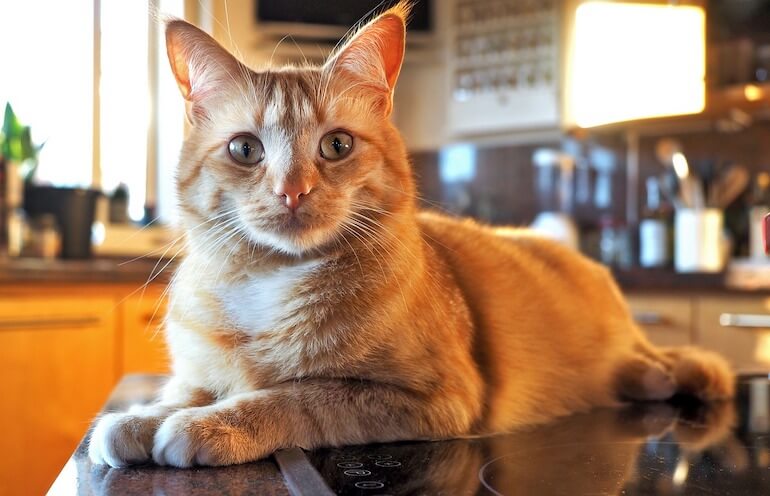conoscere il gatto