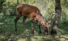 Sono salvi i 469 cervi in Abruzzo