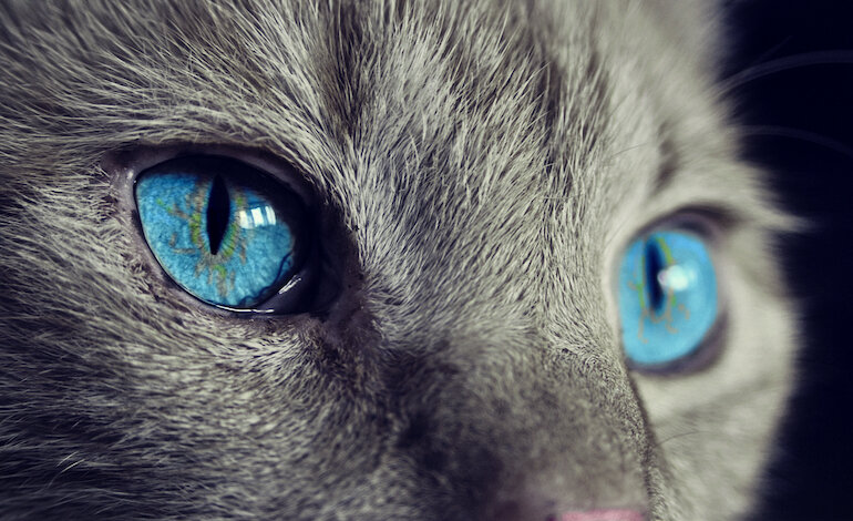 Chi è il gatto
