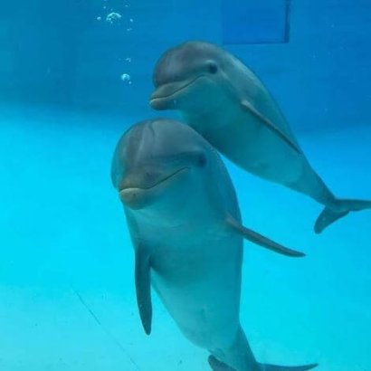 delfini sorridono