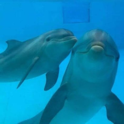 delfini sorridono