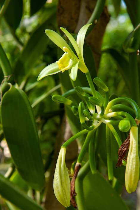 orchidee delle Seychelles