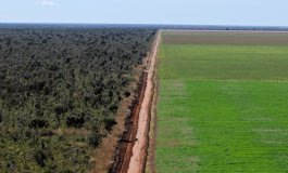 Le foreste finiscono nel piatto