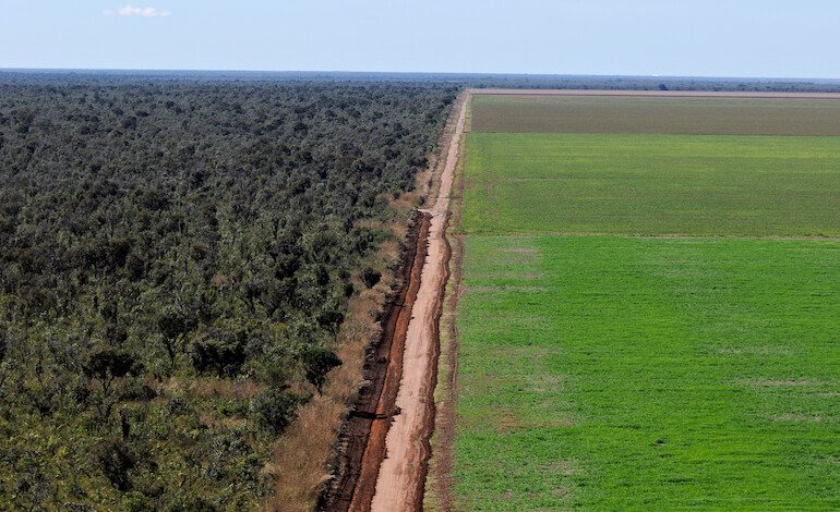 Le foreste finiscono nel piatto