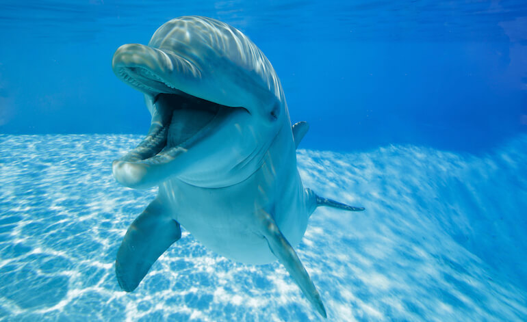 I delfini sorridono solo quando giocano fra loro
