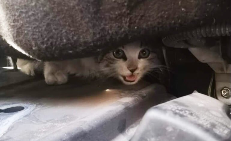 Un gattino nel motore