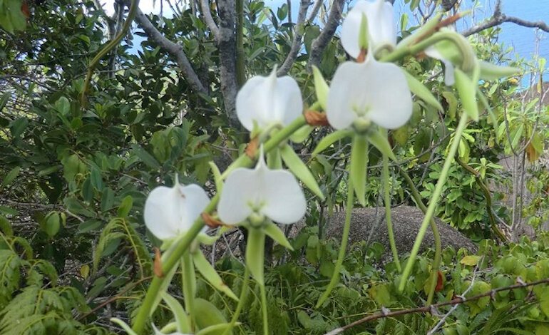 Le rare orchidee delle Seychelles