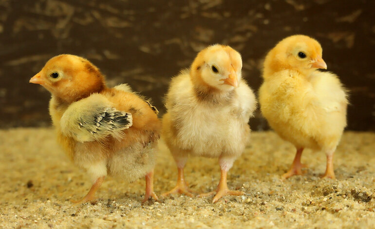 Agli animali piace l’armonia della musica