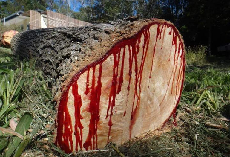 sangue di drago