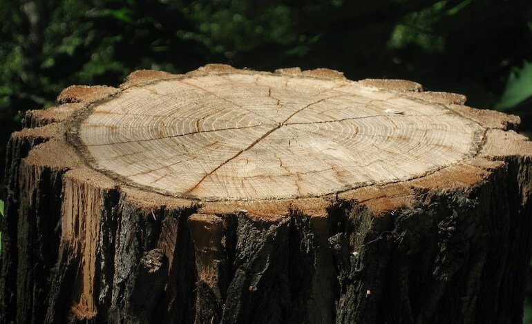 Gli alberi, custodi del tempo