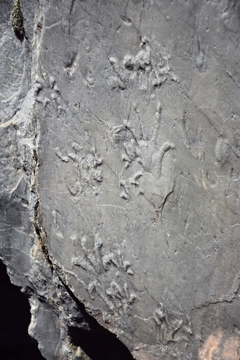 fossili orobie valtellinesi