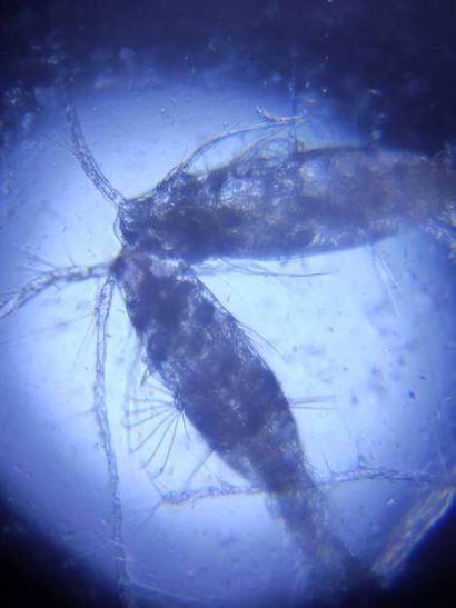 contaminazione Adriatico