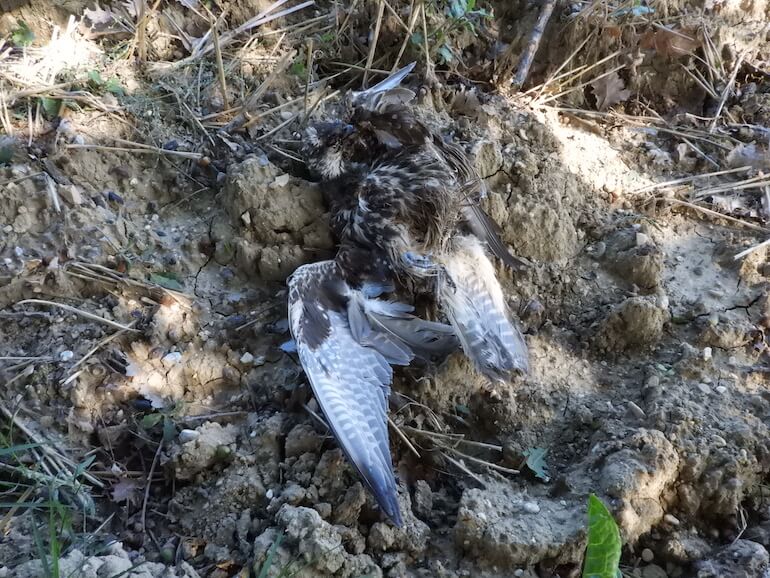 falco lanario