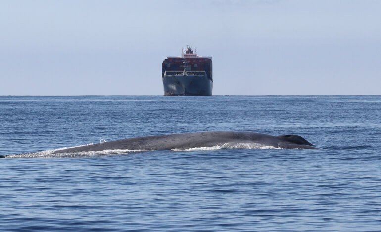 Le aree più a rischio per le collisioni tra navi e balene