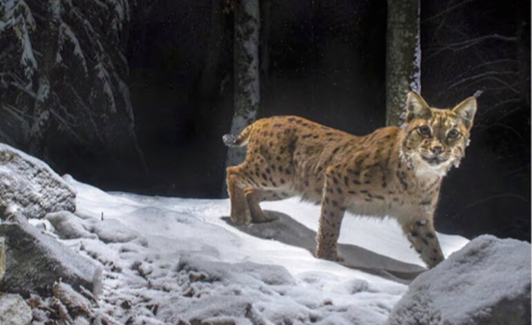 Nei cinema italiani l’affascinante documentario “Le linci selvagge”