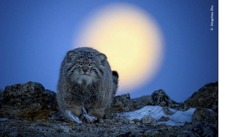 A Milano apre una mostra imperdibile