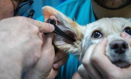 Nasce a Roma l’ambulatorio veterinario sociale