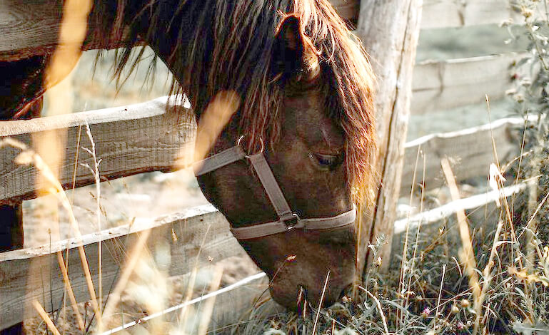 Dei delitti contro gli animali