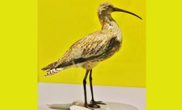 Morte di una specie e coscienza infelice