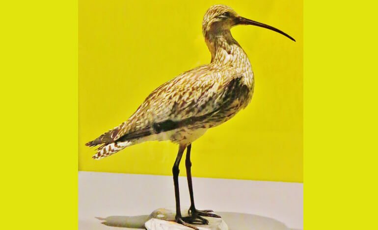 Morte di una specie e coscienza infelice