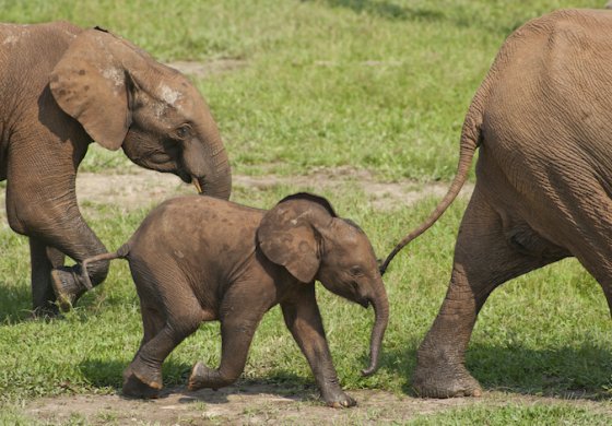 Il drastico calo delle specie animali