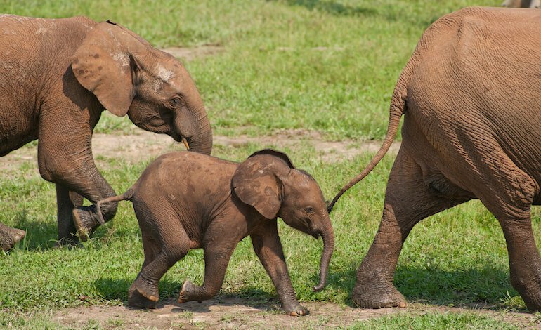 Il drastico calo delle specie animali