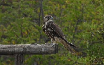 Il bracconaggio mette a rischio il ripopolamento del falco lanario