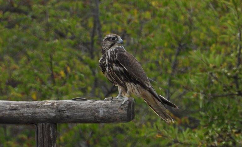 Il bracconaggio mette a rischio il ripopolamento del falco lanario