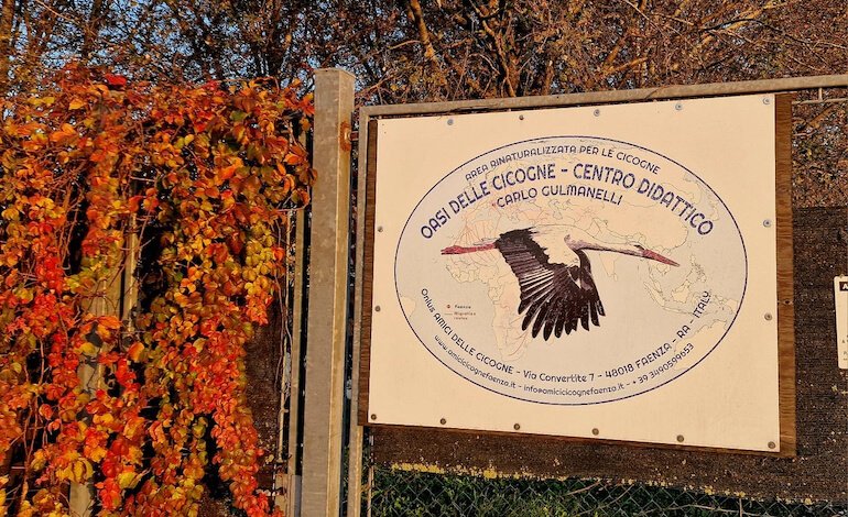 A Faenza l’Oasi delle Cicogne accoglie ogni anno quasi 100 esemplari