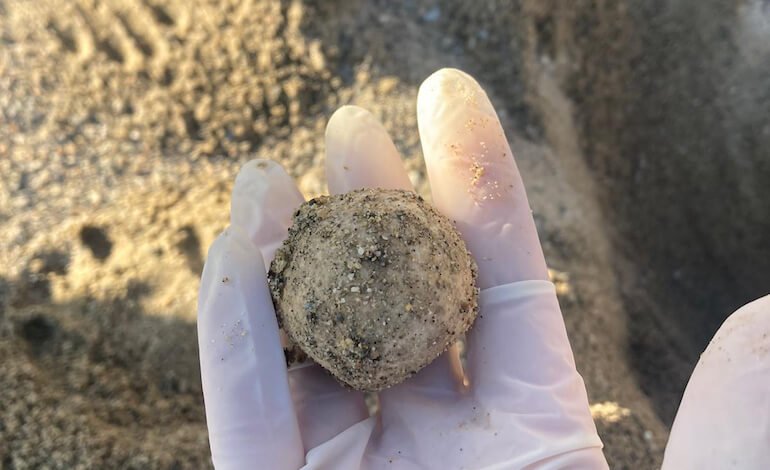 La situazione dei nidi di tartaruga nelle spiagge liguri