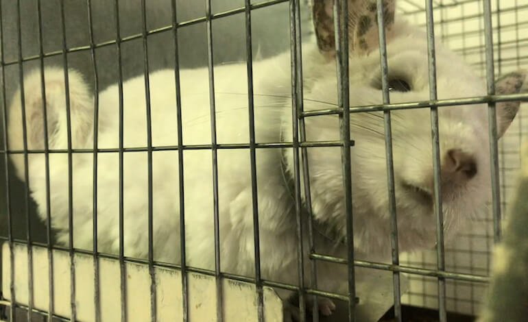 La Romania vieta l’allevamento di animali per la produzione di pellicce