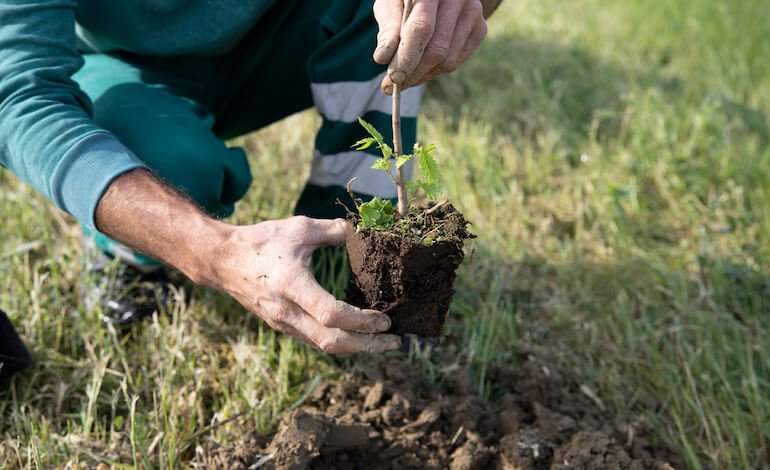 Oltre 2,4 milioni di alberi piantati in Italia nel 2023