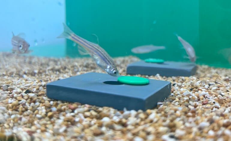 “Sei pigro come un pesce!”
