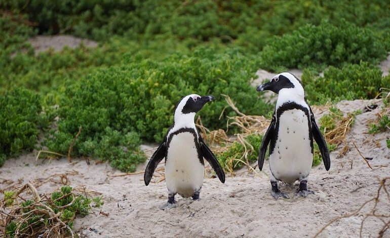 I nidi artificiali aiutano la riproduzione dei pinguini africani