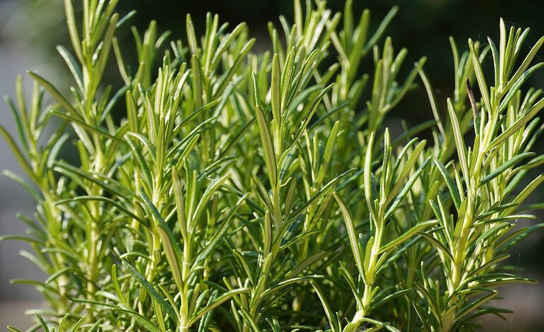 Olio essenziale del rosmarino