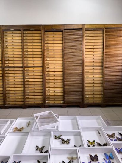 Elogio della diversità