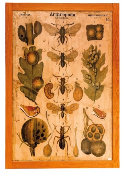 Elogio della diversità